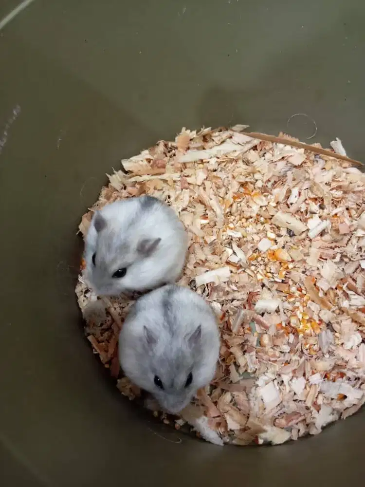 Hamster-winter white PEARL-anakan hamster-khusus gojek & COD