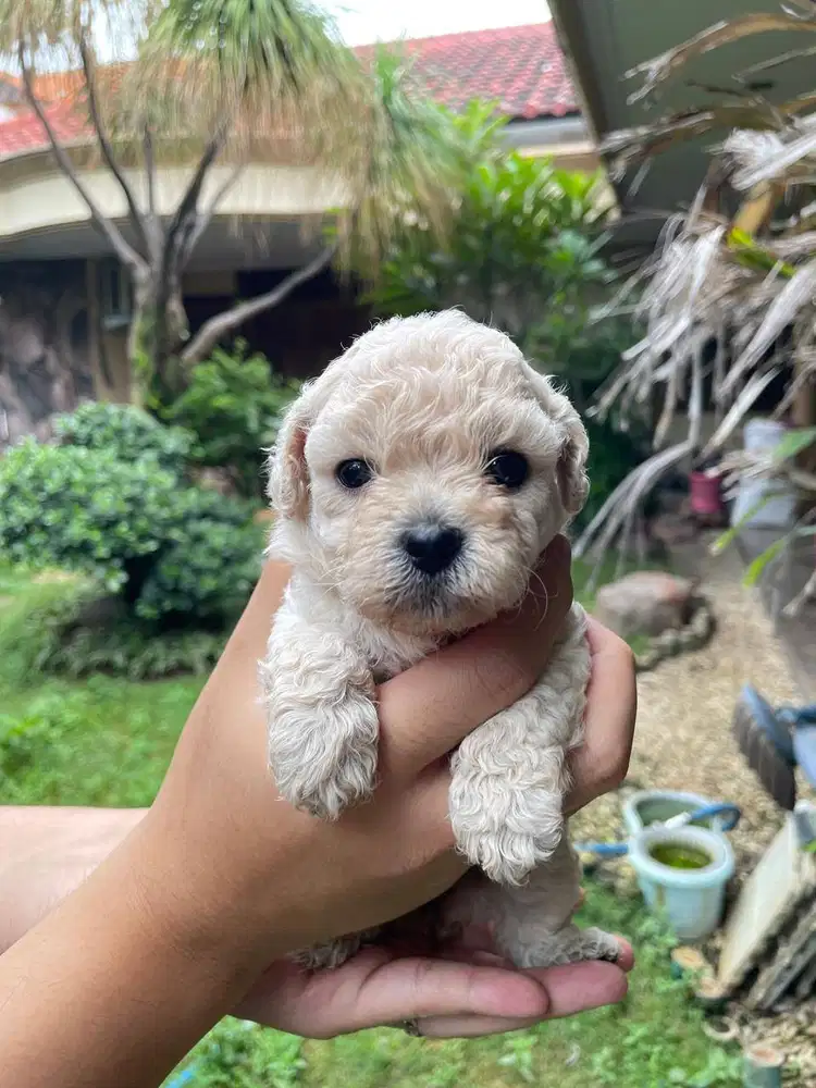 Toy Poodle Betina Surabaya | Kosongan/Stambum Vaksin