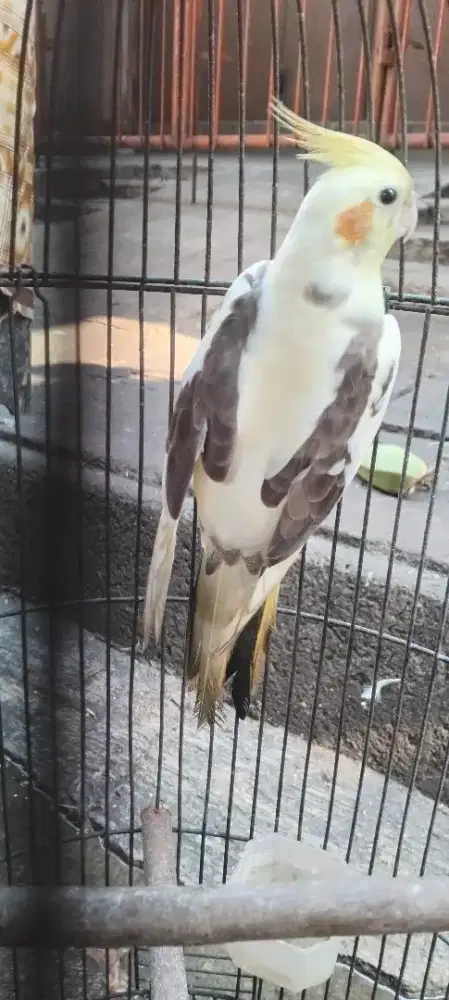 Burung Falk australi