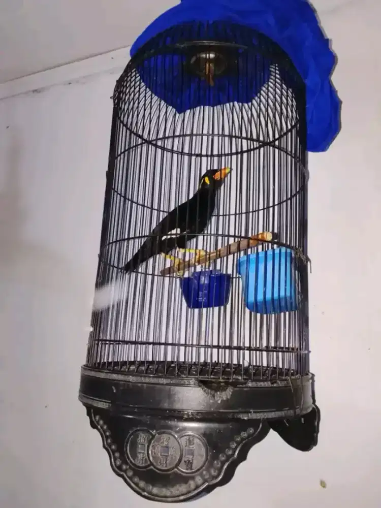Burung ceo mulus bodi gede