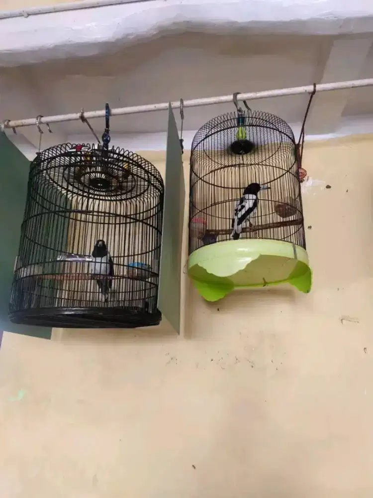 Jagal papua mulus gacor