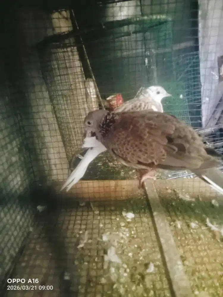 Tekukur remaja sepasang blorok Leopat plangkon dan wild kepantau kuk 5