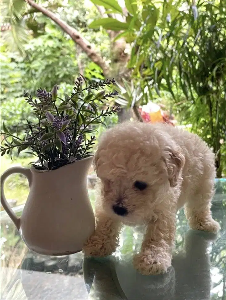Toy Poodle Jantan Surabaya | Kosongan/Stambum Vaksin