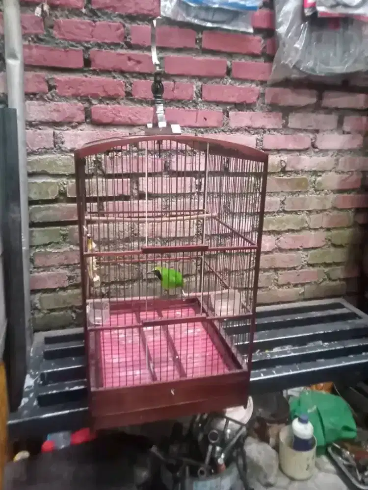 Burung big mulus bayuwangi