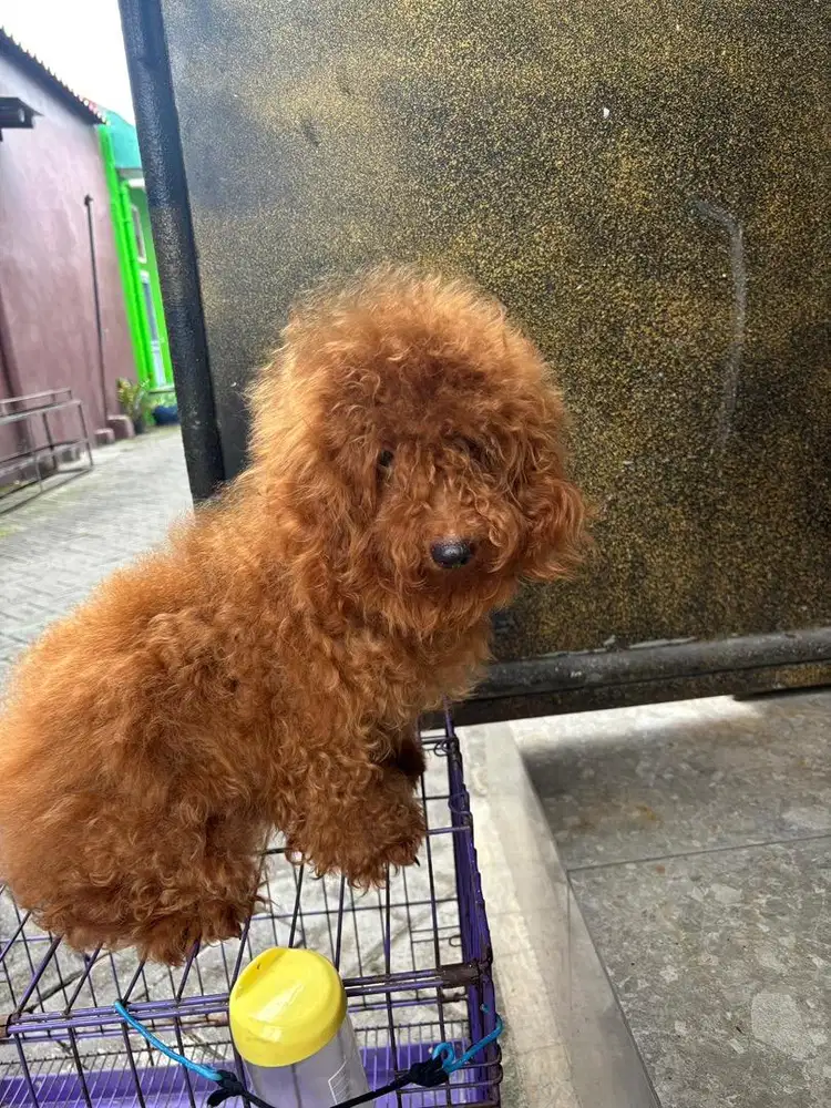 dijual 3 ekor Hewan Red Toy Poodle stambum 7 bulan vaksin