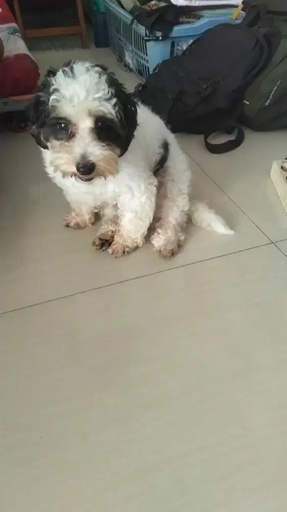 Poodle Maltese jantan 10 bulan