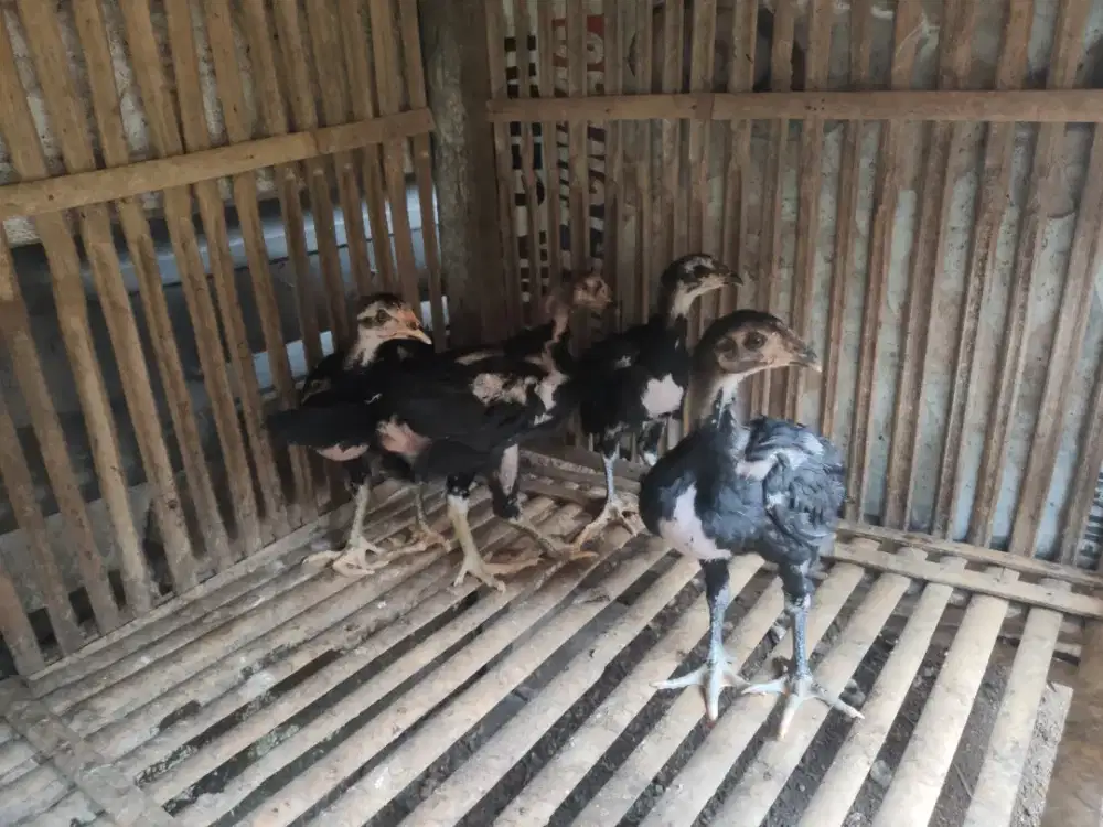 anak ayam Bangkok Mangon