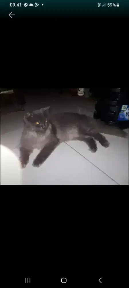 Persia jantan abu abu