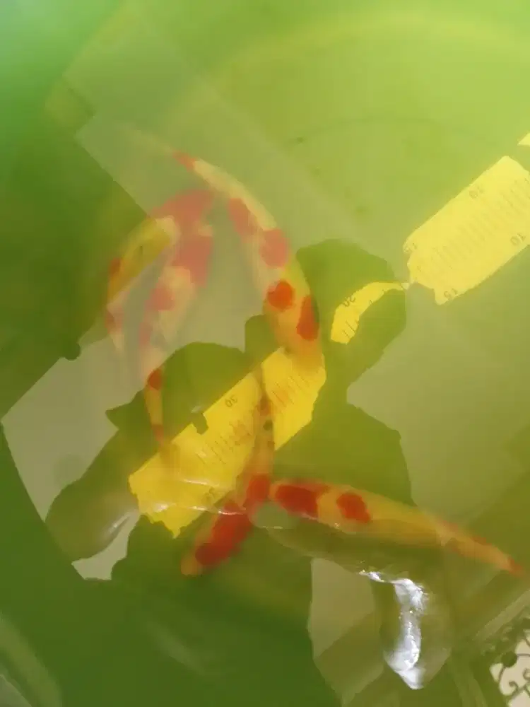 Ikan koi jenis Showa Sanshoku 23cm warna merah
