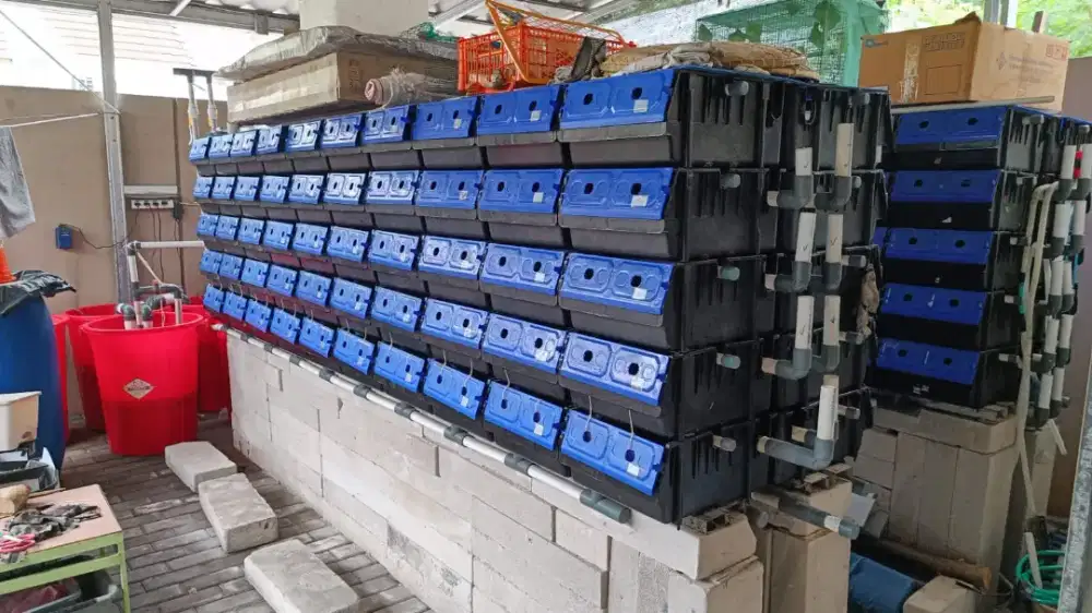 Crab House / Apartemen Kepiting 200 box