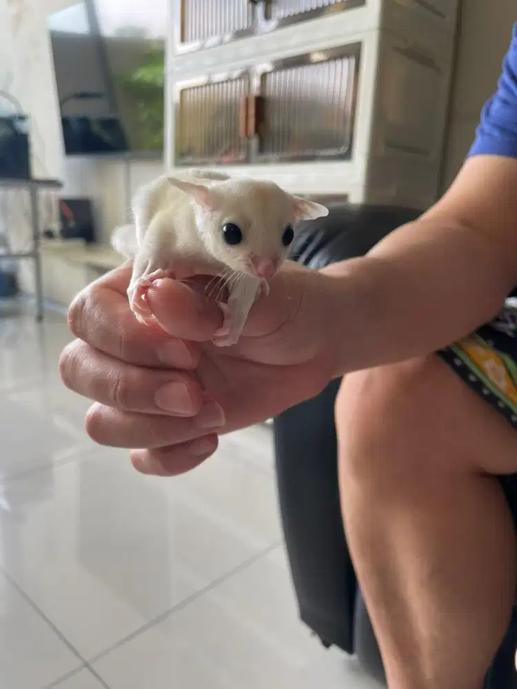 Sugar glider joey creamino jantan