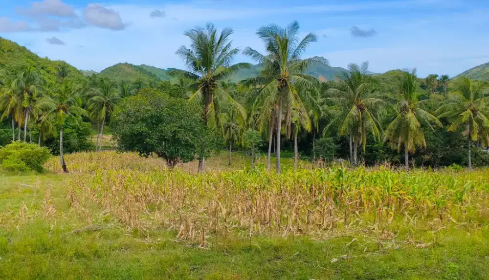 Di jual tanah 10 ara