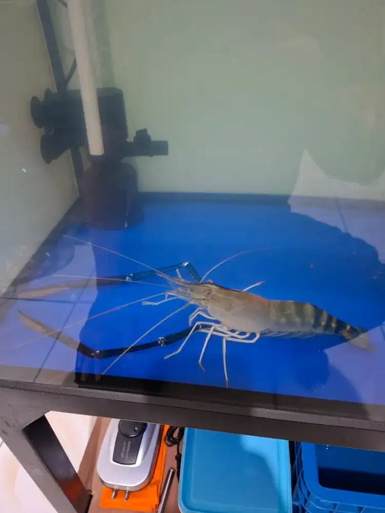 UDANG HIAS/UDANG GALAH  HIDUP AIR TAWAR  SUPER JUMBO