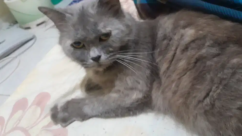 Kucing persia betina