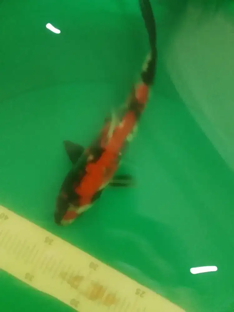 Ikan koi jenis Showa HQ 24cm