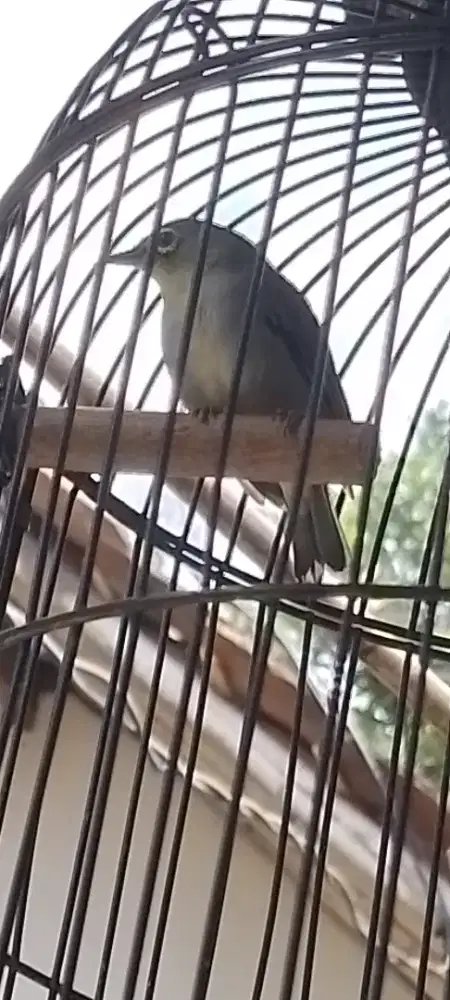 Jual burung kecil ngacor