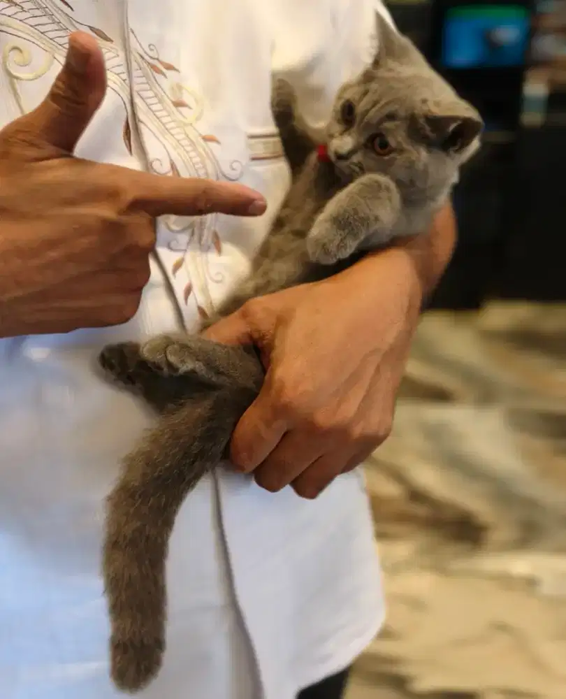 Open Adopsi 2 ekor Kitten BSH Solid Blue