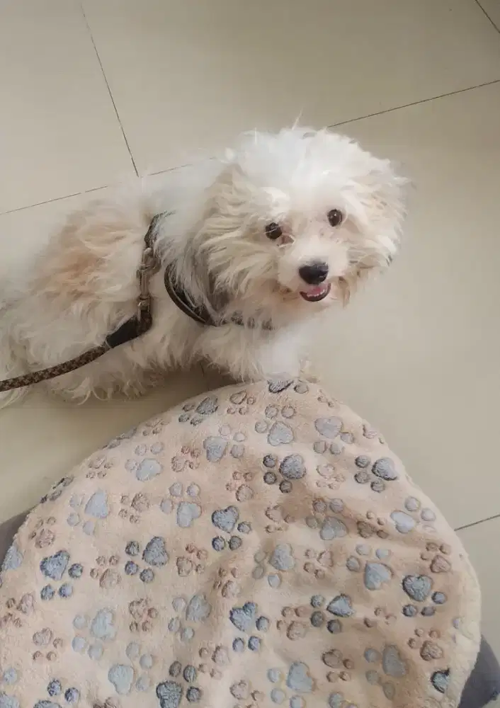 Anjing Shitzu Jantan Nett