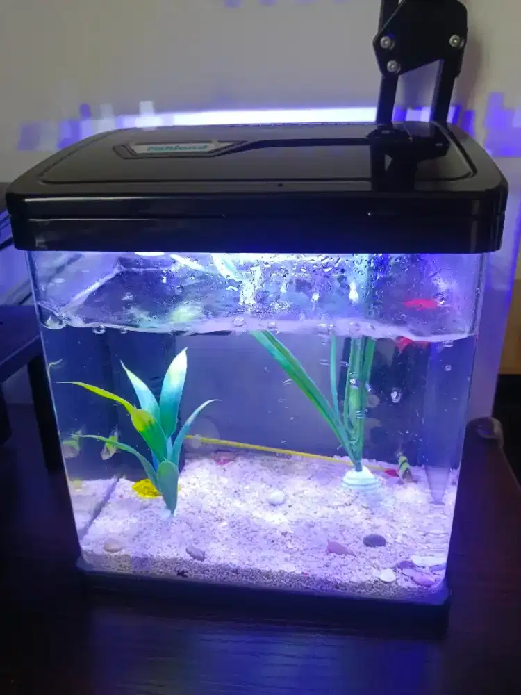 dijual mini aquarium kaca bending