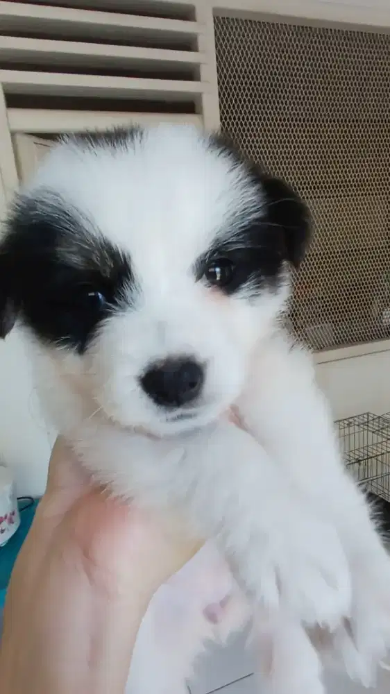 Anak anjing mix lucu