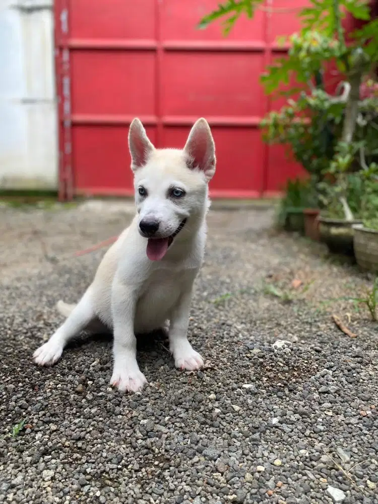 Husky betina stb vaksin MURMER