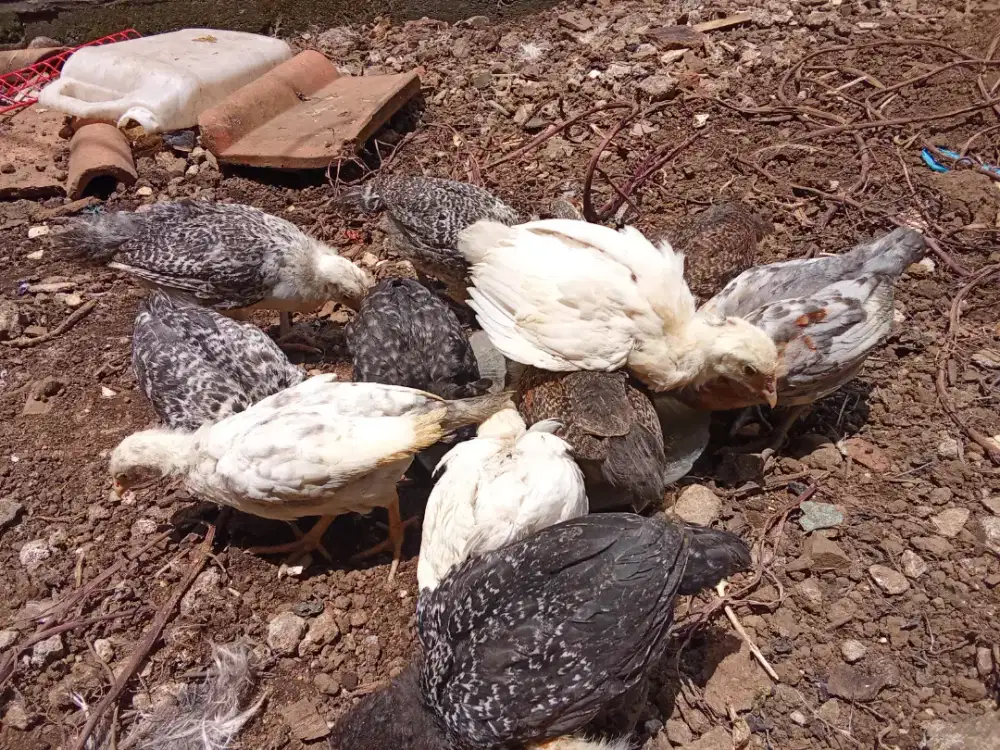 Anak ayam kampung Arab