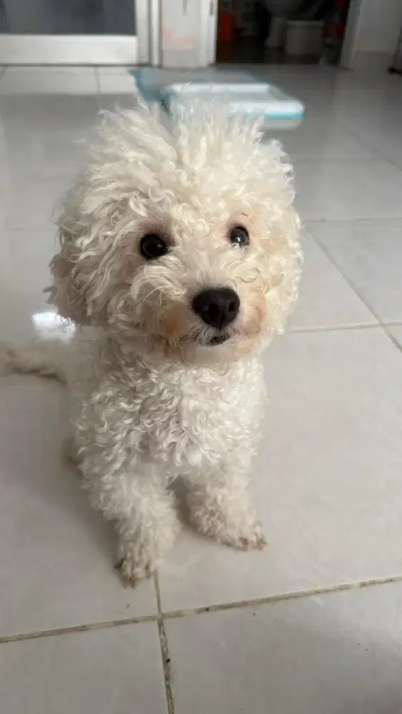 Poodle mix Bichon