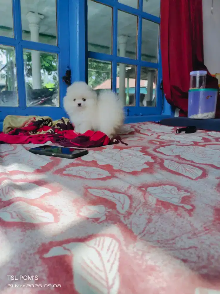 Superminipom,Minipom, Pomeranian