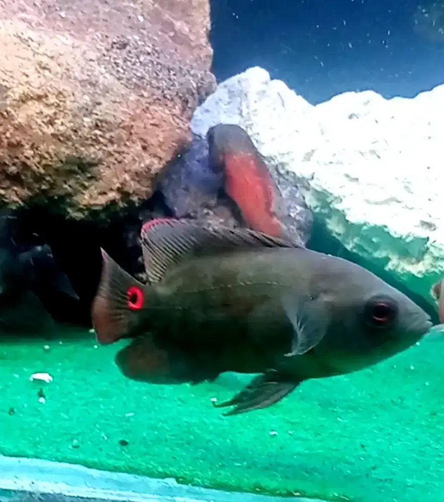 Jual Oscar Tembaga + Tiger