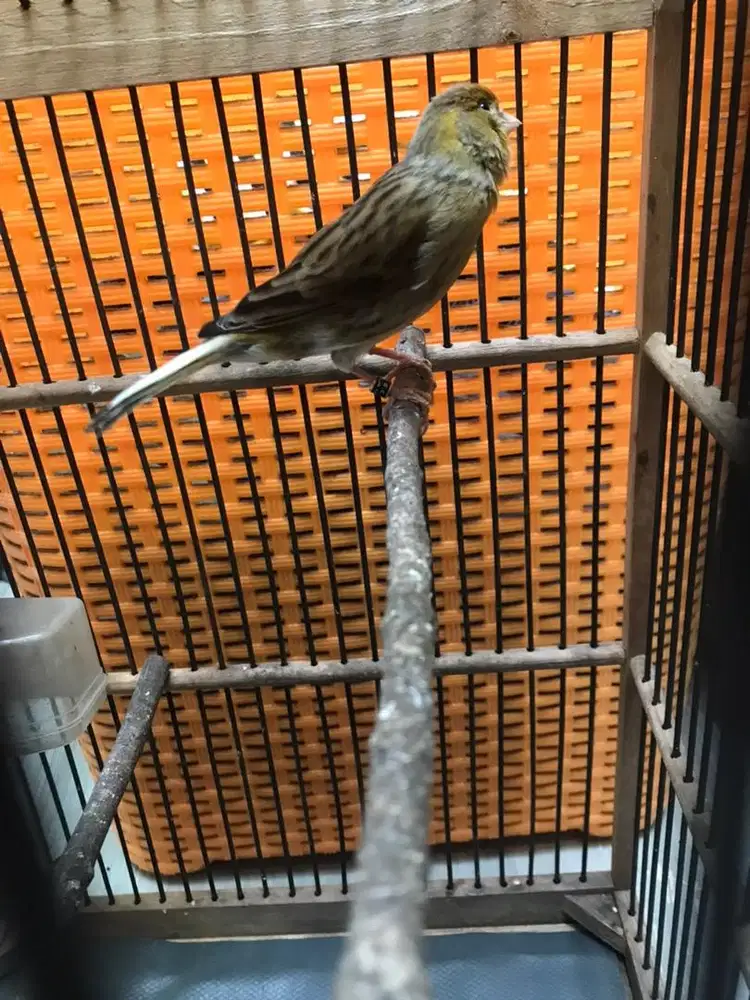 Kenari betina loper produksi