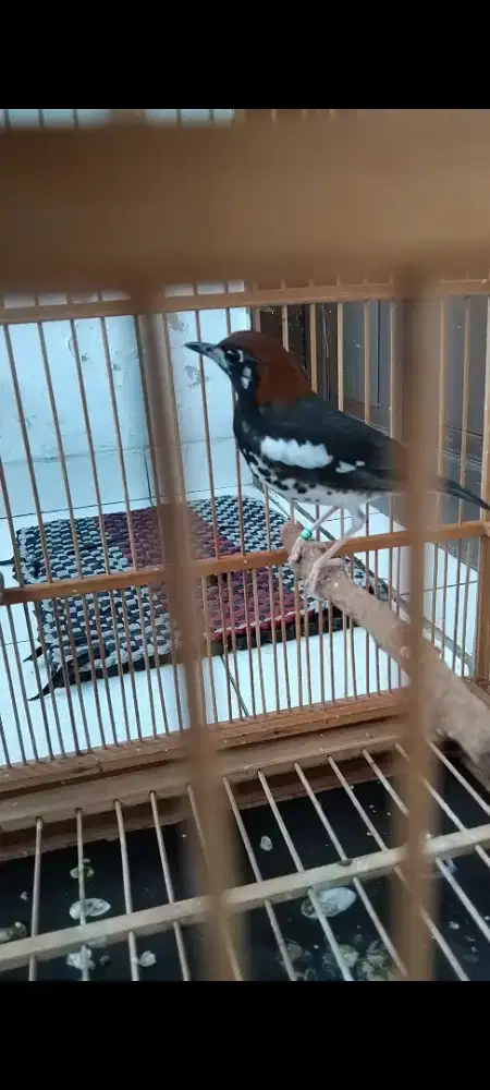 Anis Kembang Pastol ring ternakan