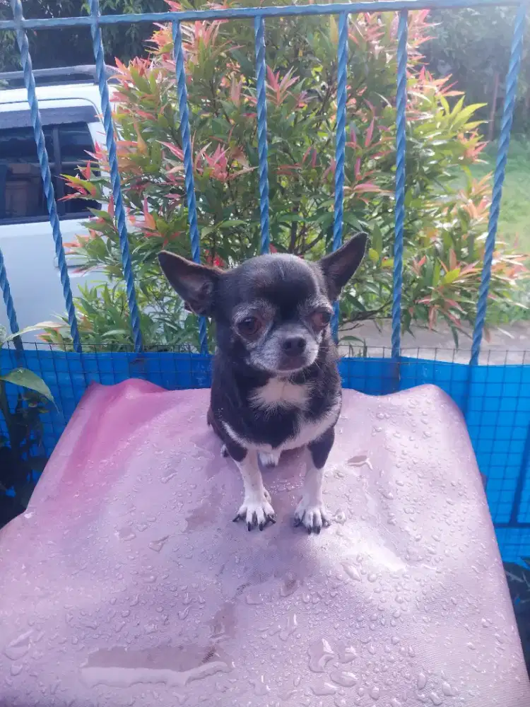Jual Anjing Chihuahua