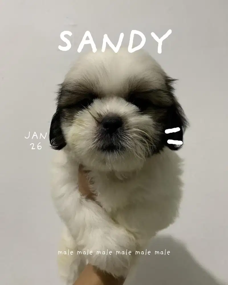 surabaya Anjing shihtzu shih tzu shitzu shitsu sitzhu