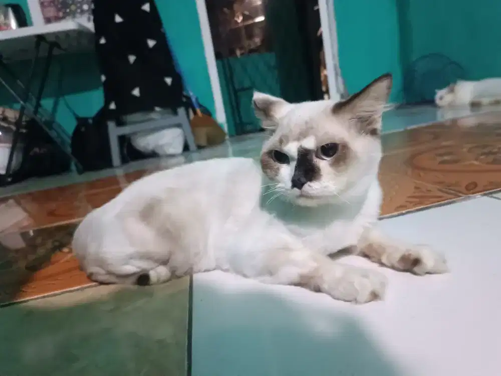 kucing regdol abis di cukur karna kutu