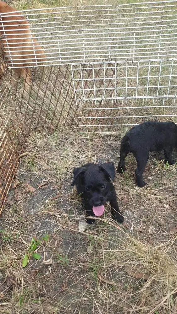 Anjing Puppy Mix French Budlog X Poodle