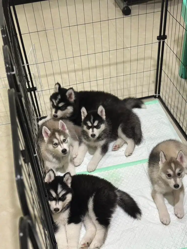 Siberian Husky Puppies