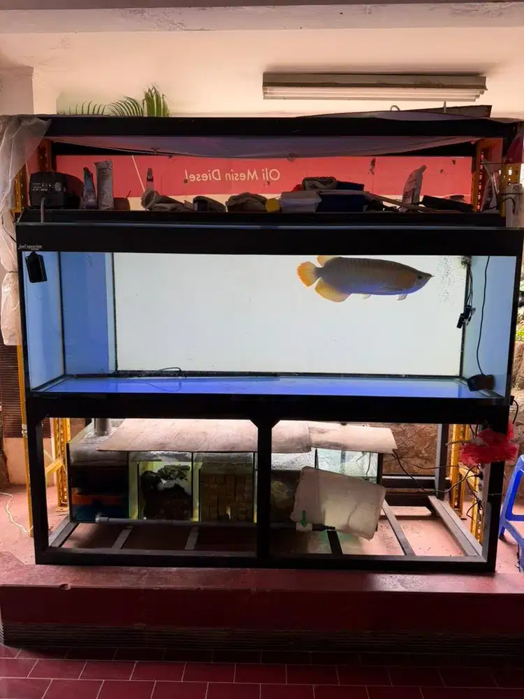 Arwana aquarium set