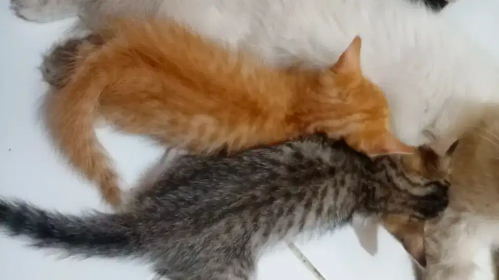 Free adopt anakan kucing mixdom