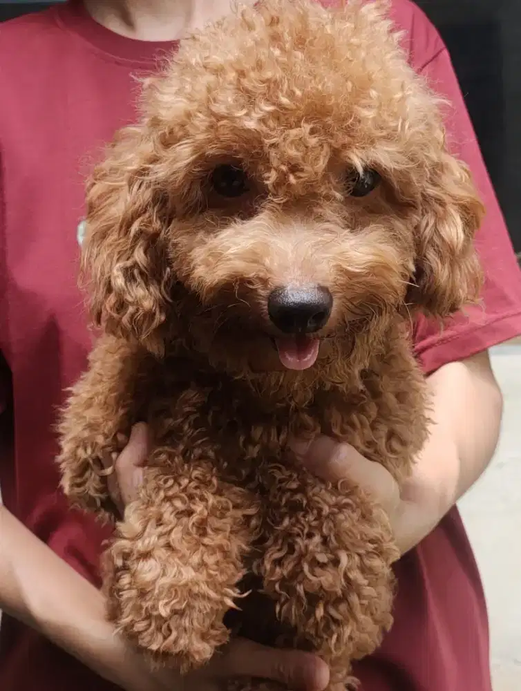 DI JUAL MURAH TOY POODLE Apricot JANTAN STAMBUM VAKSIN KUALITAS BAGUS
