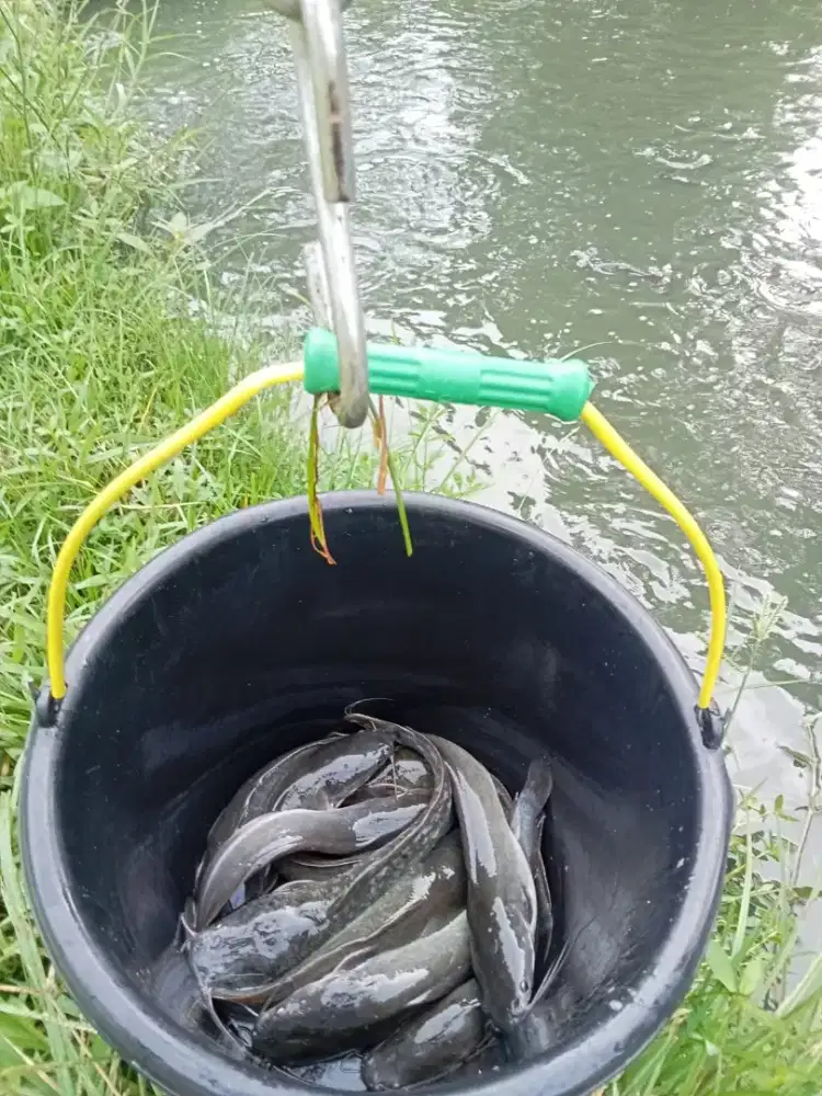Jual Ikan Lele Sangkuriang Hidup Segar