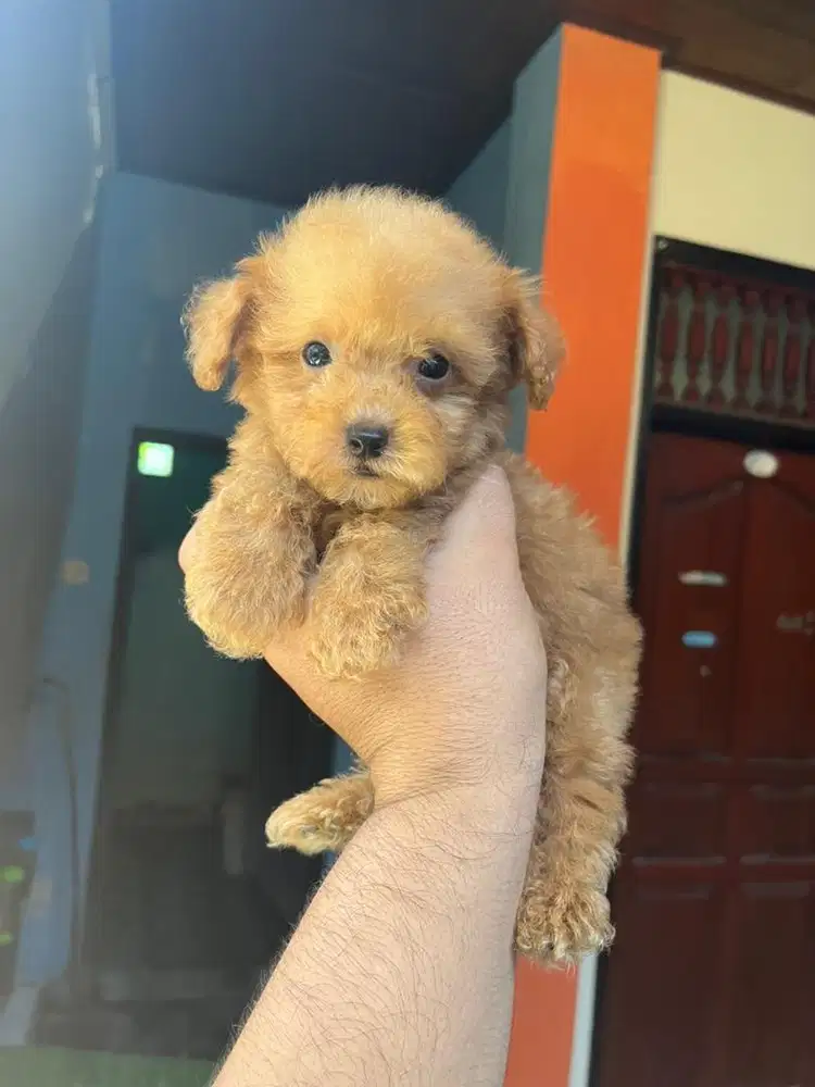 Super Tiny Poodle Stambum