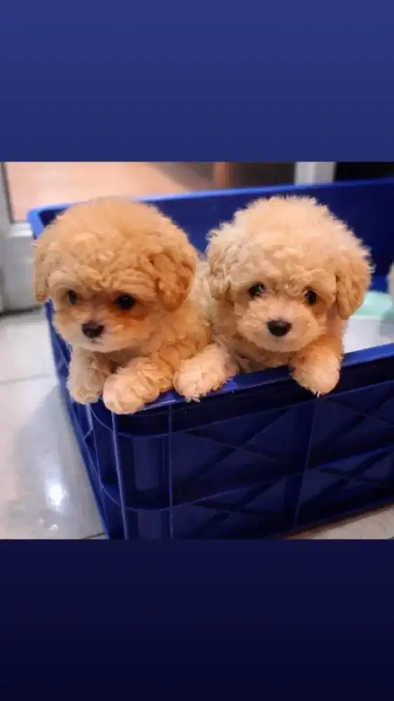 Anakan Toy poodle putih dan apricot