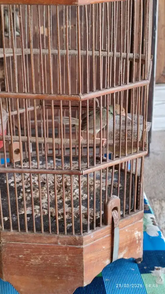 Prenjak klawu prospek