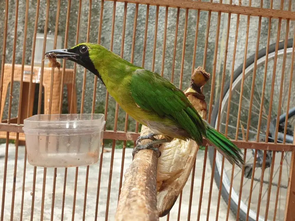 Jo body big sesuai foto