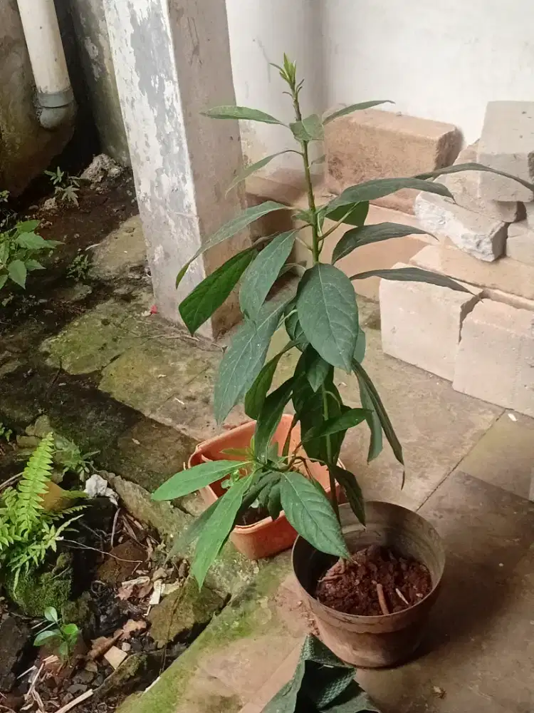 Jual.pohon alpukat mentega