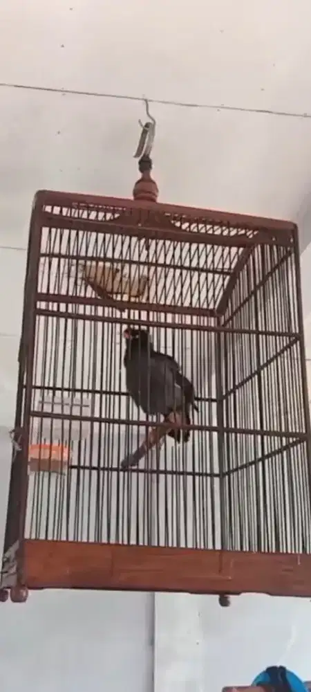 Burung jalak kebo rajin