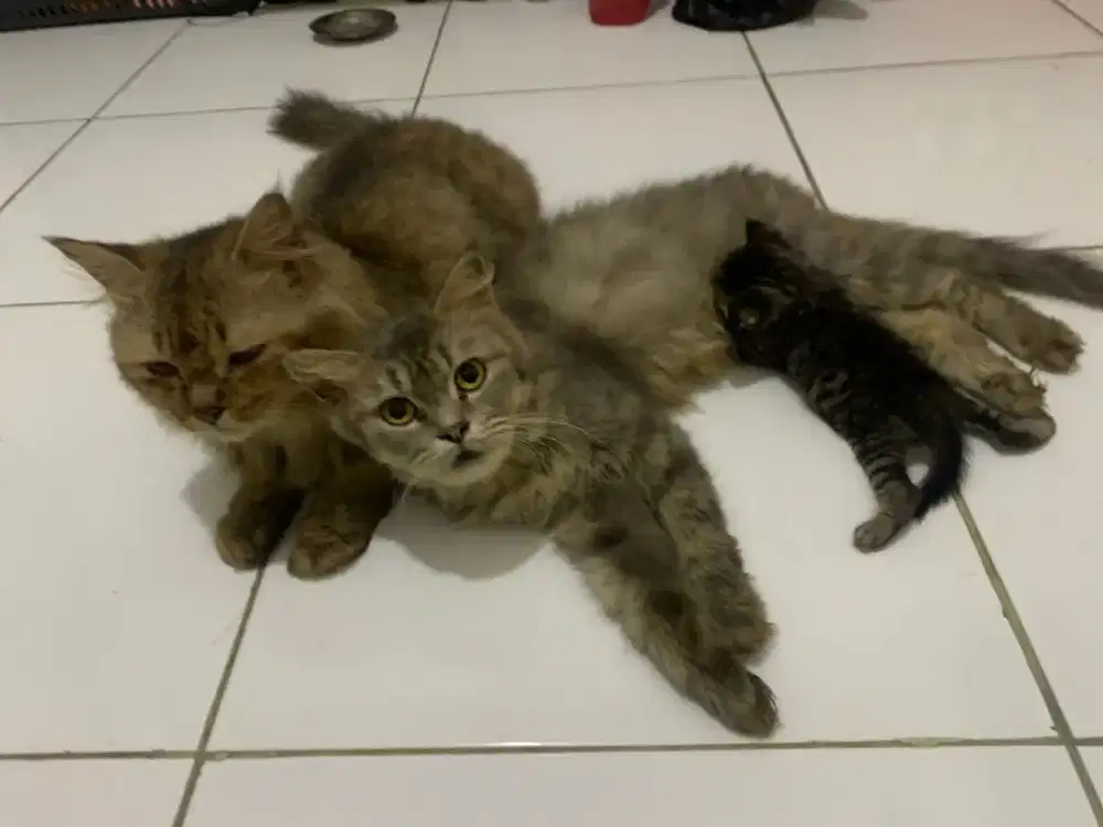 Lepas adopsi kucing 1 pasang