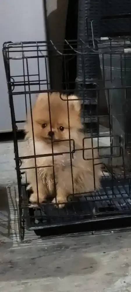 Anakan pomeranian jantan dan betina usia2.5 bulan