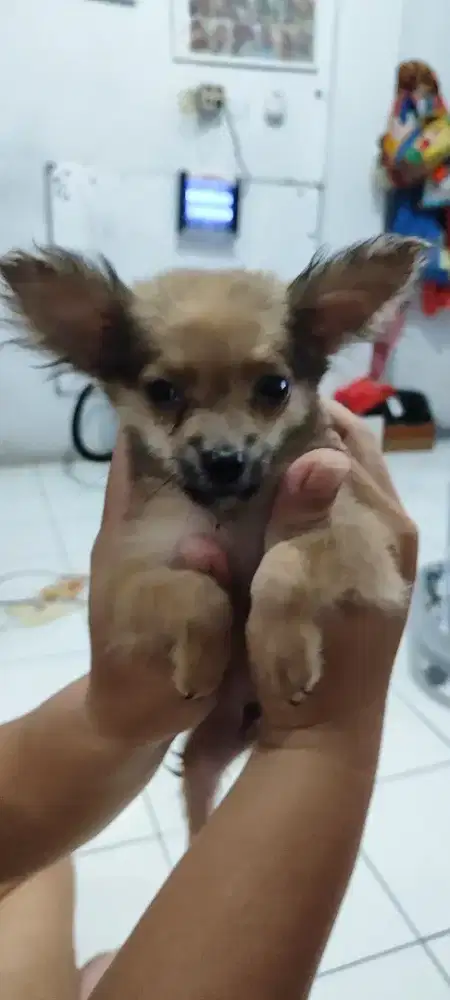 Jualan Anak Cihuahua Jantan