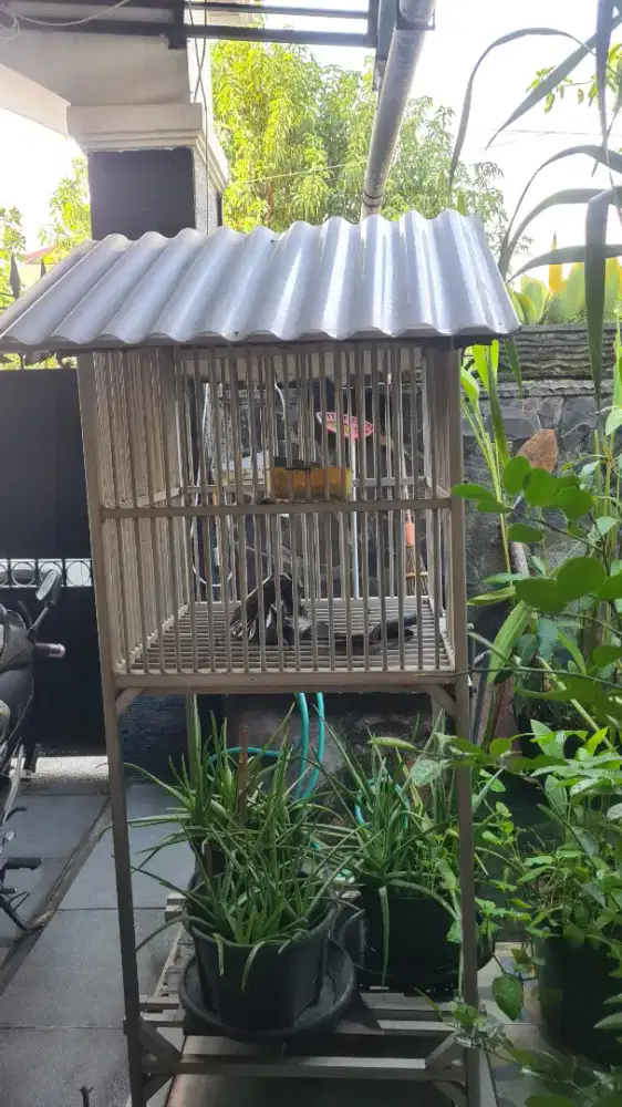 Kandang burung beo
